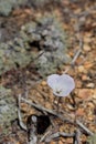 CALOCHORTUS INVENUSTUS BLOOM - BALDWIN LAKE ER - 060920 A