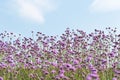 Blooming purple verbena background