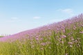 Blooming purple verbena bonariensis