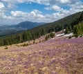Blooming violet Crocus heuffelianus Crocus vernus alpine flowers on spring Carpathian mountain plateau, Ukraine Royalty Free Stock Photo