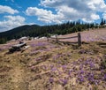 Blooming purple violet Crocus heuffelianus Crocus vernus alpine flowers on spring Carpathian mountain plateau, Ukraine Royalty Free Stock Photo