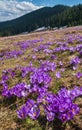 Blooming purple violet Crocus heuffelianus Crocus vernus alpine flowers on spring Carpathian mountain plateau, Ukraine Royalty Free Stock Photo