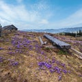 Blooming purple violet Crocus heuffelianus (Crocus vernus) alpine flowers on spring Carpathian mountain plateau, Ukraine Royalty Free Stock Photo