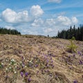 Blooming purple violet Crocus heuffelianus (Crocus vernus) alpine flowers on spring Carpathian mountain plateau, Ukraine Royalty Free Stock Photo