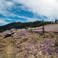 Blooming purple violet Crocus heuffelianus (Crocus vernus) alpine flowers on spring Carpathian mountain plateau, Ukraine Royalty Free Stock Photo