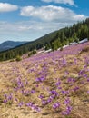 Blooming purple violet Crocus heuffelianus (Crocus vernus) alpine flowers on spring Carpathian mountain plateau, Ukraine Royalty Free Stock Photo