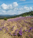 Blooming purple violet Crocus heuffelianus (Crocus vernus) alpine flowers on spring Carpathian mountain plateau, Ukraine Royalty Free Stock Photo