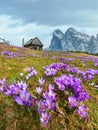 Blooming purple violet Crocus heuffelianus (vernus) alpine flowers on spring mountain plateau Royalty Free Stock Photo