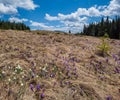 Blooming purple violet Crocus heuffelianus Crocus vernus and snowdrop alpine flowers on spring Carpathian mountain plateau, Royalty Free Stock Photo