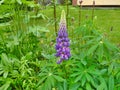 Blooming purple violet lupine in a tall green meadow in the garden . Candle-like flowers . Beautiful bee friendly blossom . Single