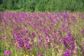 Blooming purple and violet sticky catchfly meadow