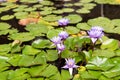 Blooming purple water lily in pond. Aquatic plants Royalty Free Stock Photo