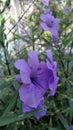 Blooming purple Waterkanon flowers and green leaves in the park