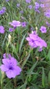 Blooming purple waterkanon flowers