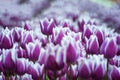 Blooming purple and white Spring Tulips Royalty Free Stock Photo