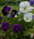 Blooming purple and white violets. Summer garden, gardening