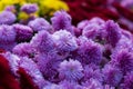 Blooming purple yellow and purpur Mums or Chrysanthemums