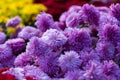 Blooming purple yellow and purpur Mums or Chrysanthemums