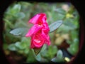 blooming purslanes in the rain Royalty Free Stock Photo