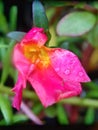 blooming purslanes in the rain Royalty Free Stock Photo