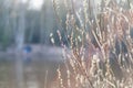 Blooming pussy-willow branches is in spring. Pussy-willow is close up. Easter concept. Background is horizontal frame. Space for Royalty Free Stock Photo