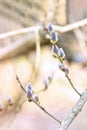 Blooming pussy-willow branches is in spring. Pussy-willow is close up. Easter concept. Background is vertical frame. Space for Royalty Free Stock Photo