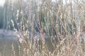 Blooming pussy-willow branches is in spring. Pussy-willow is close up. Easter concept. Background is horizontal frame. Space for Royalty Free Stock Photo