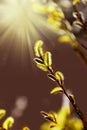 Blooming Pussy willow in sunlight