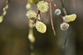 Blooming pussy willows (Salix caprea)