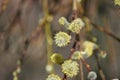 Blooming pussy willows (Salix caprea)