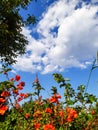 blooming quince against the azure sky