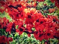 Blooming quince bush