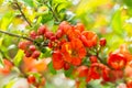 Blooming quince bush with orange flowers