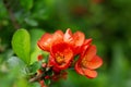 Blooming quince bush with orange flowers