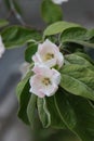 Blooming quince fruit tree Royalty Free Stock Photo