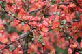 Blooming quince