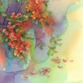 Blooming quince still-life watercolor Royalty Free Stock Photo