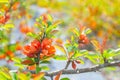 Blooming quince tree Royalty Free Stock Photo