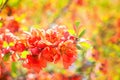 Blooming quince tree Royalty Free Stock Photo