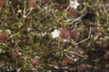 Blooming rabbitbrush Royalty Free Stock Photo