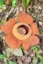 Blooming Rafflesia in the rainforest of Borneo, Sabah, Malaysia Royalty Free Stock Photo