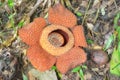 Blooming Rafflesia in the rainforest of Borneo, Sabah, Malaysia Royalty Free Stock Photo