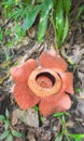 Blooming Rafflesia in the rainforest of Borneo, Sabah, Malaysia Royalty Free Stock Photo