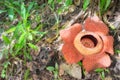 Blooming Rafflesia in the rainforest of Borneo, Sabah, Malaysia Royalty Free Stock Photo