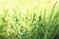 Blooming Ragweed Ambrosia outdoors, closeup. Seasonal allergy