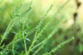 Blooming Ragweed bush outdoors, closeup. Seasonal allergy