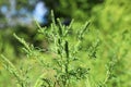 Blooming ragweed plant Ambrosia genus, closeup. Seasonal allergy