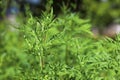 Blooming ragweed plant Ambrosia genus outdoors, closeup.