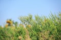 Blooming ragweed Ambrosia genus outdoors. Seasonal allergy