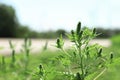 Blooming ragweed plant genus outdoors, space for text. Seasonal allergy